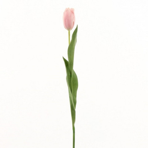 Тюльпан розовый высокий