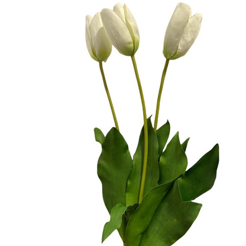 Тюльпан белый высокий 